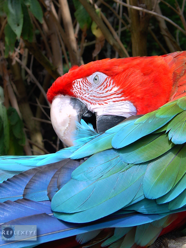 Scarlet Macaw